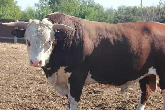 Племенной бык фото с кольцом В Бугурусланском районе бык насмерть забил пенсионера - Газета "Оренбуржье"