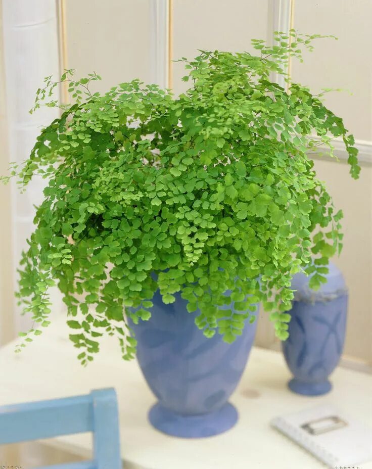 Плерандра комнатное растение фото Delta Maidenhair Fern 'Adiatum cuneatum' Mejores plantas de interior, Plantas, P