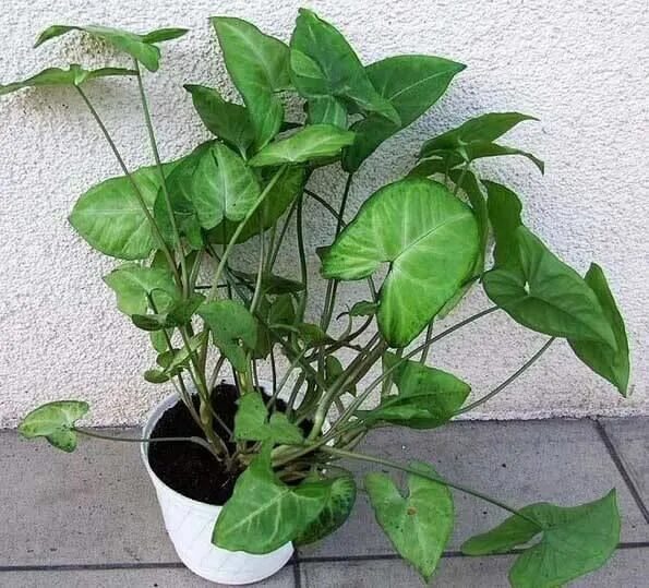 Плерандра комнатное растение фото Syngonium is a great looking houseplant which needs only modest care Уличные рас
