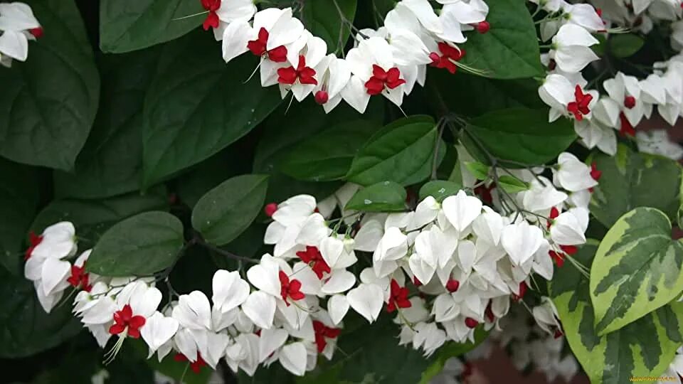 Плерандра комнатное растение фото Amazon.com: White Bleeding Heart Plant