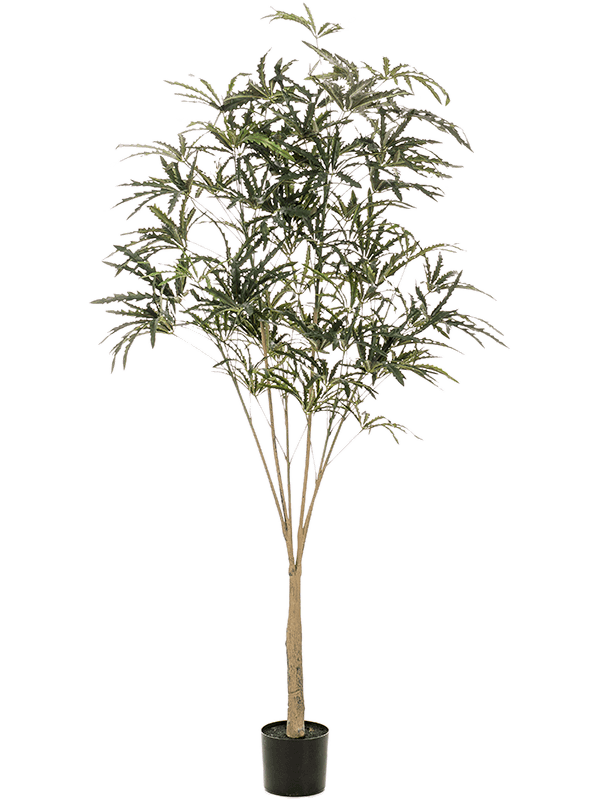 Плерандра комнатное растение фото Плеранда elegantissima 195 (искусственная) Nieuwkoop Europe - Купить с доставкой
