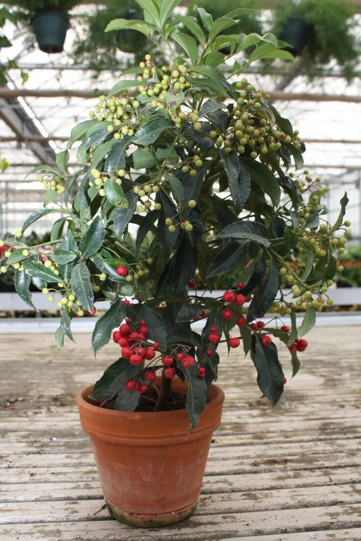 Плерандра комнатное растение фото ARDISIA CRENATA Piante