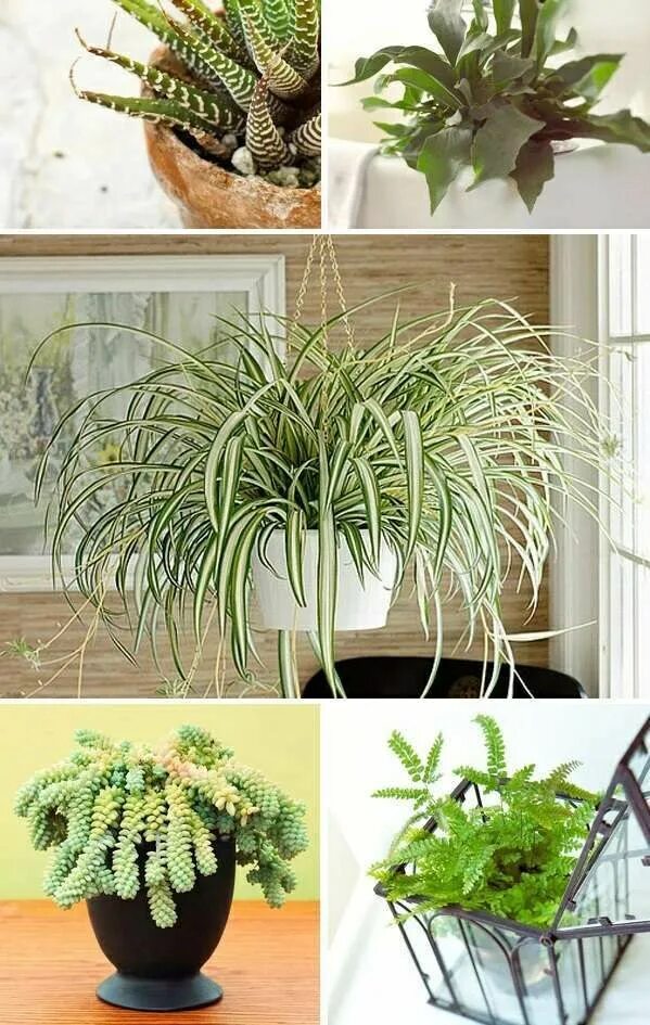 Плерандра комнатное растение фото Potted plants that require little light Do you have indoor plants in your home? 
