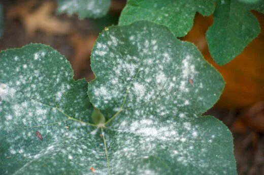 Плесень на листьях комнатных растений фото Organic Ways to Kill and Prevent White Powdery Mildew Powdery mildew, Plant dise