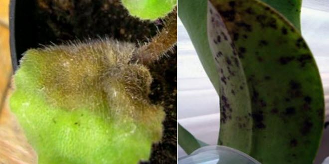 Плесень на листьях комнатных растений фото Серая гниль Fruit, Lily, Banana