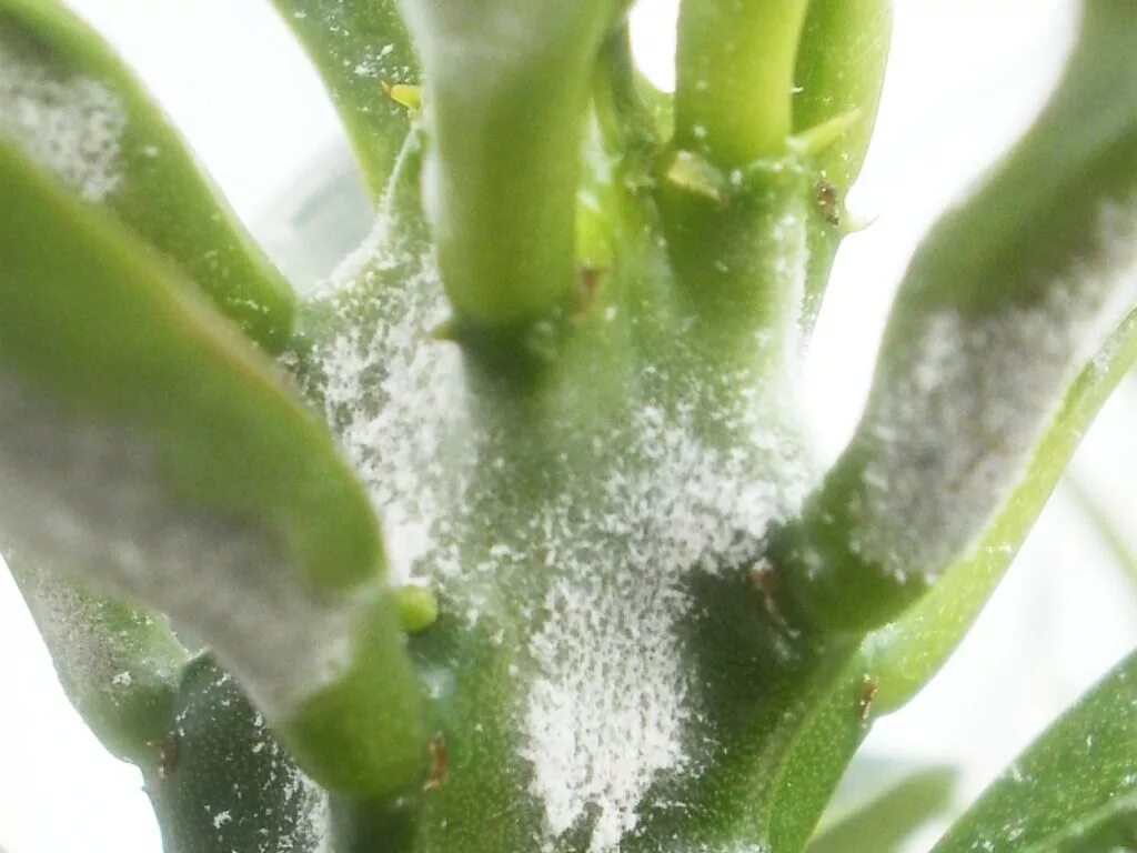 Плесень на листьях комнатных растений фото White Mold in Succulents - World of Succulents Planting succulents, Succulents, 