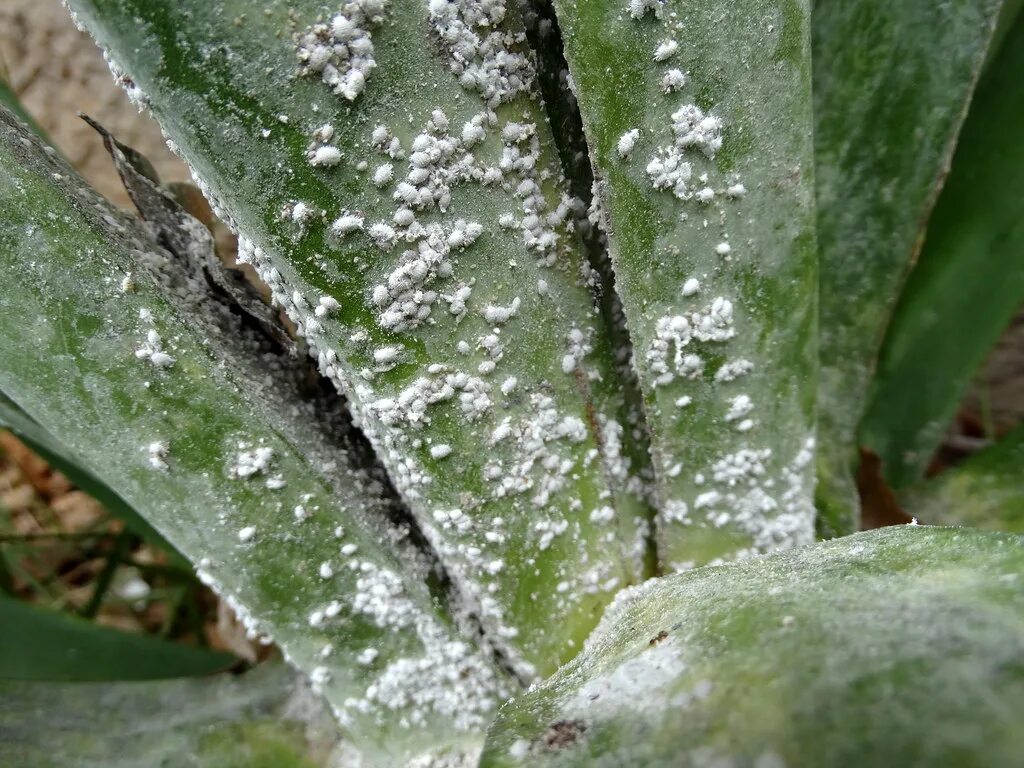 Плесень на листьях комнатных растений фото Agave: Mealybugs Scot Nelson Flickr