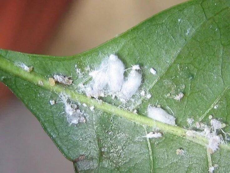 Плесень на листьях комнатных растений фото cocciniglia - Cerca con Google Piante, Parassiti del giardino, Giardinaggio