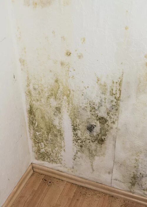Плесень на обоях фото Mildew or Mould over the Walls! ColourDrive