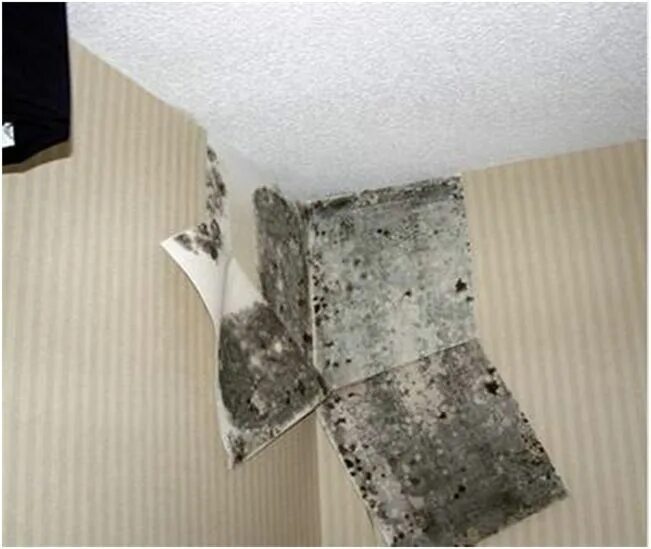 Плесень на обоях фото Create a Healthy Home: Clean up the Mold House mold, Molding, Home inspection
