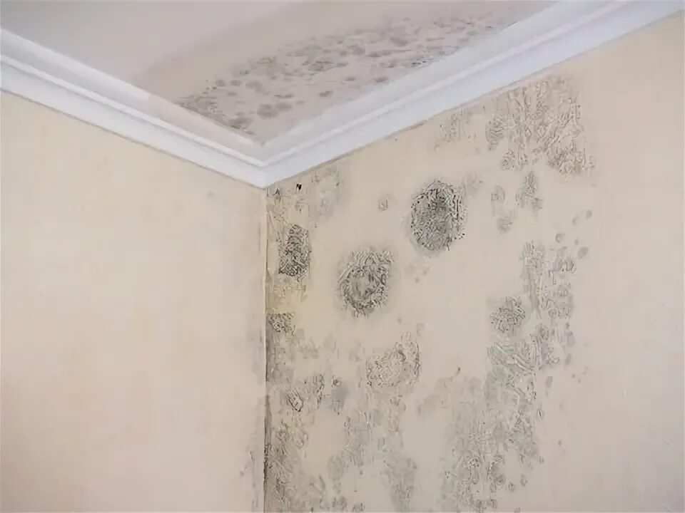 Плесень на обоях в квартире фото Schimmel Tapete Зображення - огляд 181 Стокові фото, векторні зображення й відео