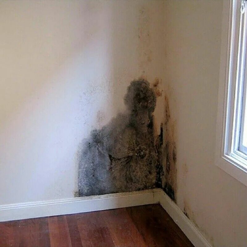 Плесень на обоях в квартире фото Pin on Water Damage & Safety