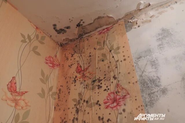 Плесень на обоях в квартире фото Кто так строит? 32% людей переезжают в "новое аварийное жильё" Аргументы и Факты