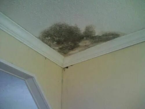 Плесень на потолке фото Come rimuovere le macchie verdi sul soffitto causate dall’acqua? Plants, Paintin