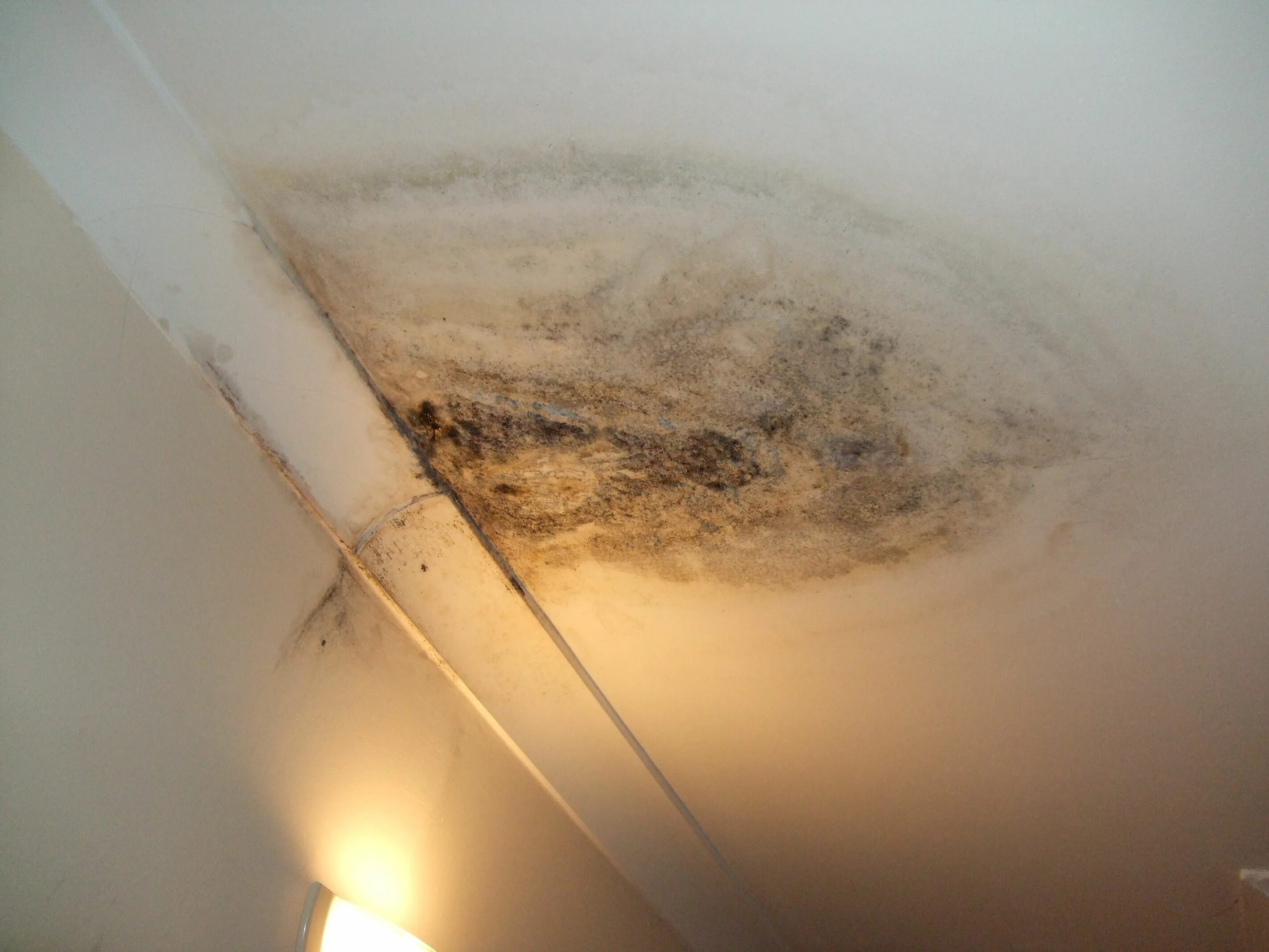 Плесень на потолке фото Penetrating damp, just as its name implies, is where water leaks into a building