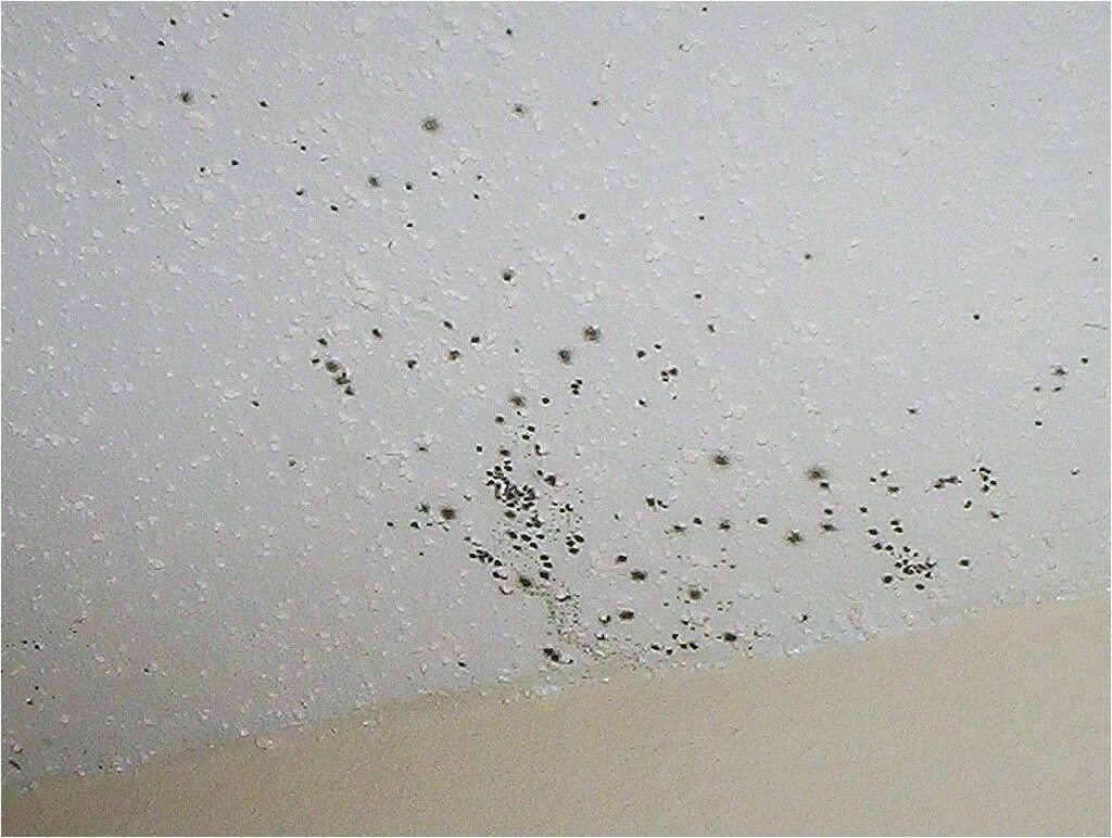 Плесень на потолке фото 50 Getting Rid Of Mold On Bathroom Ceiling Check more at https://www.michelenail