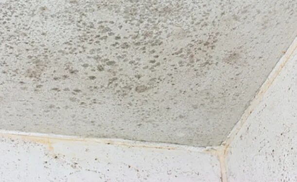 Плесень на потолке фото Roswell and Conyers, GA Fire Damage Content Cleaning and Restoration Mold remedi