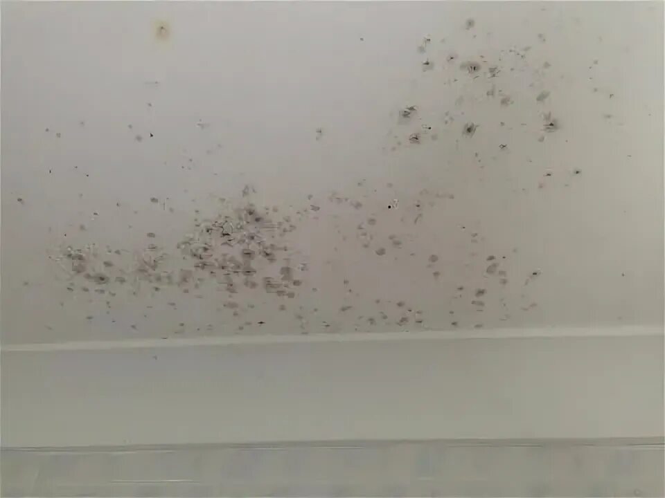 Плесень на потолке фото Mould removal - YouTube Mold in bathroom, Mold remover, Bathroom ceiling