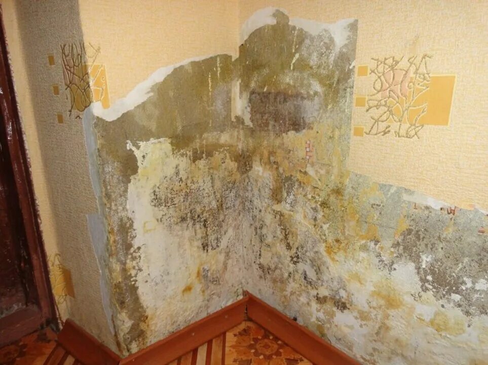 Плесень на стенах в квартире фото Борис Фомичёв - Разное, Обеззараживание помещения, Москва и Московская область н