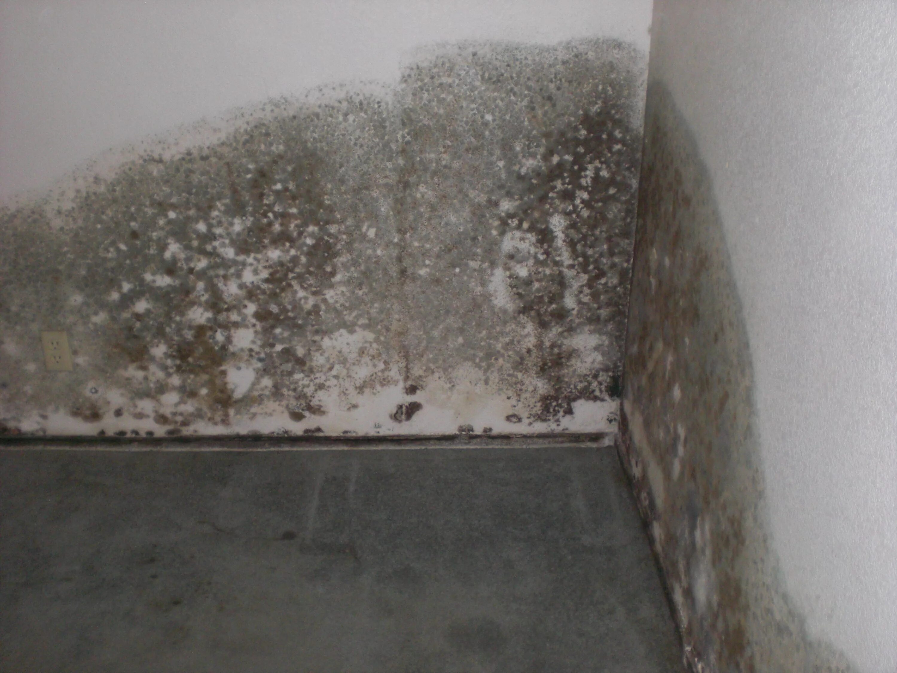 Плесень на стене фото Removing the Smell of Mold and Mildew in the Basement