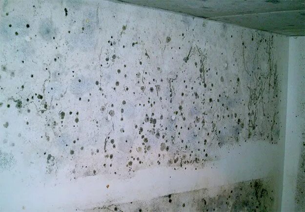 Плесень на стене фото mould / Nature encroaching / cosmic feel / dots Mold in basement, Mold remover, 