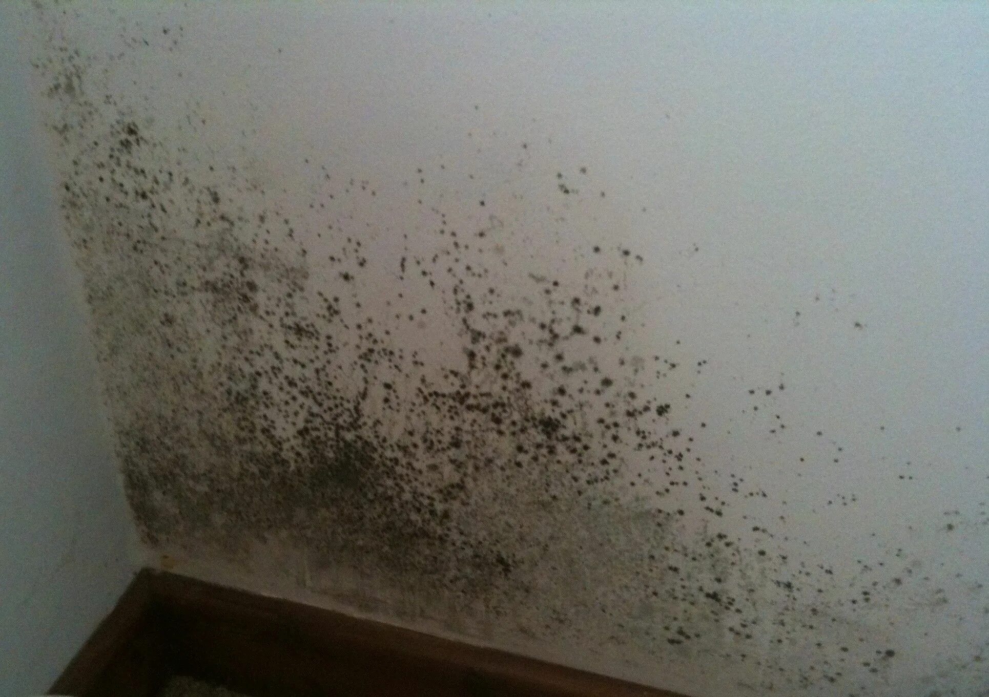 Плесень на стене фото Home Improvement Advice From Trusted Redbeacon Experts Get rid of mold, Molding,