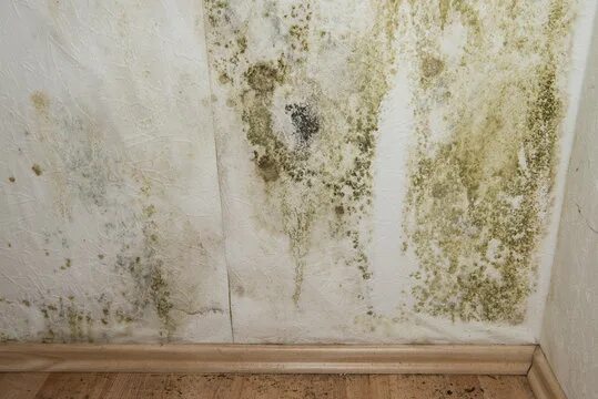 Плесень на стене фото Basement Mold Зображення - огляд 3,528 Стокові фото, векторні зображення й відео