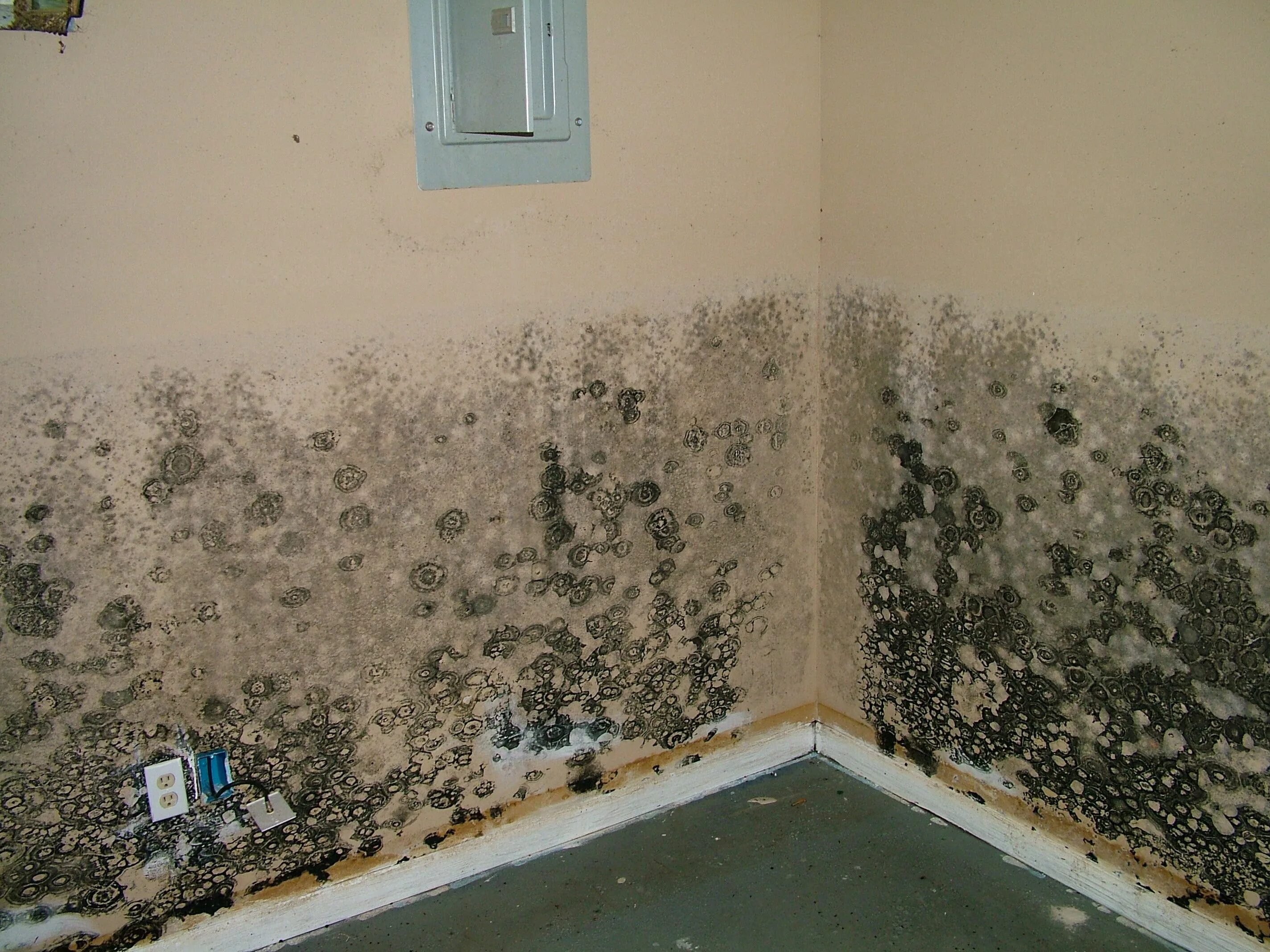 Плесень на стене фото The Three Ws of Mold Brain fog, Water damage, Mold allergy
