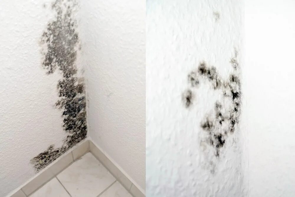 Плесень на стене фото Mold Help: What is it and why is it so bad? Swartz Restoration and Emergency Ser