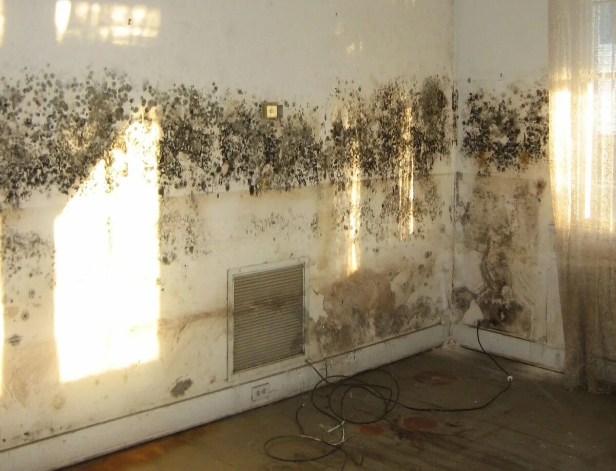 Плесень на стене фото Kaip atsikratyti pelėsio? Mold remover, Wall molding, Diy molding