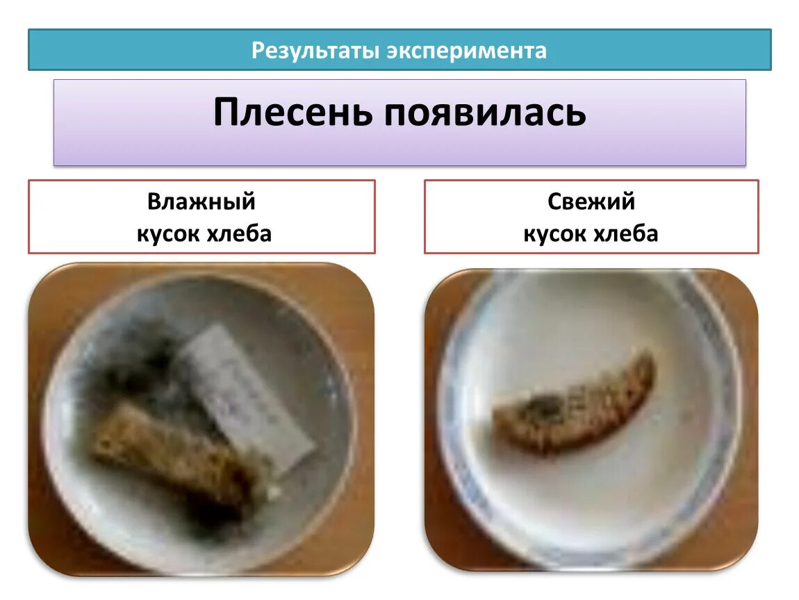 Плесень в ухе фото Плесень.