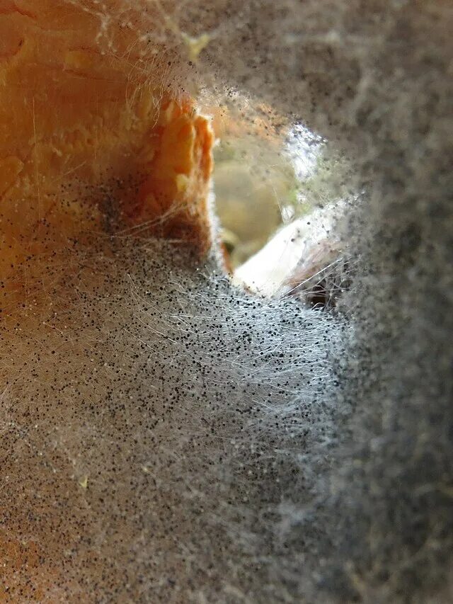 Плесень в ухе фото Файл:Aspergillus niger.jpg - Википедия