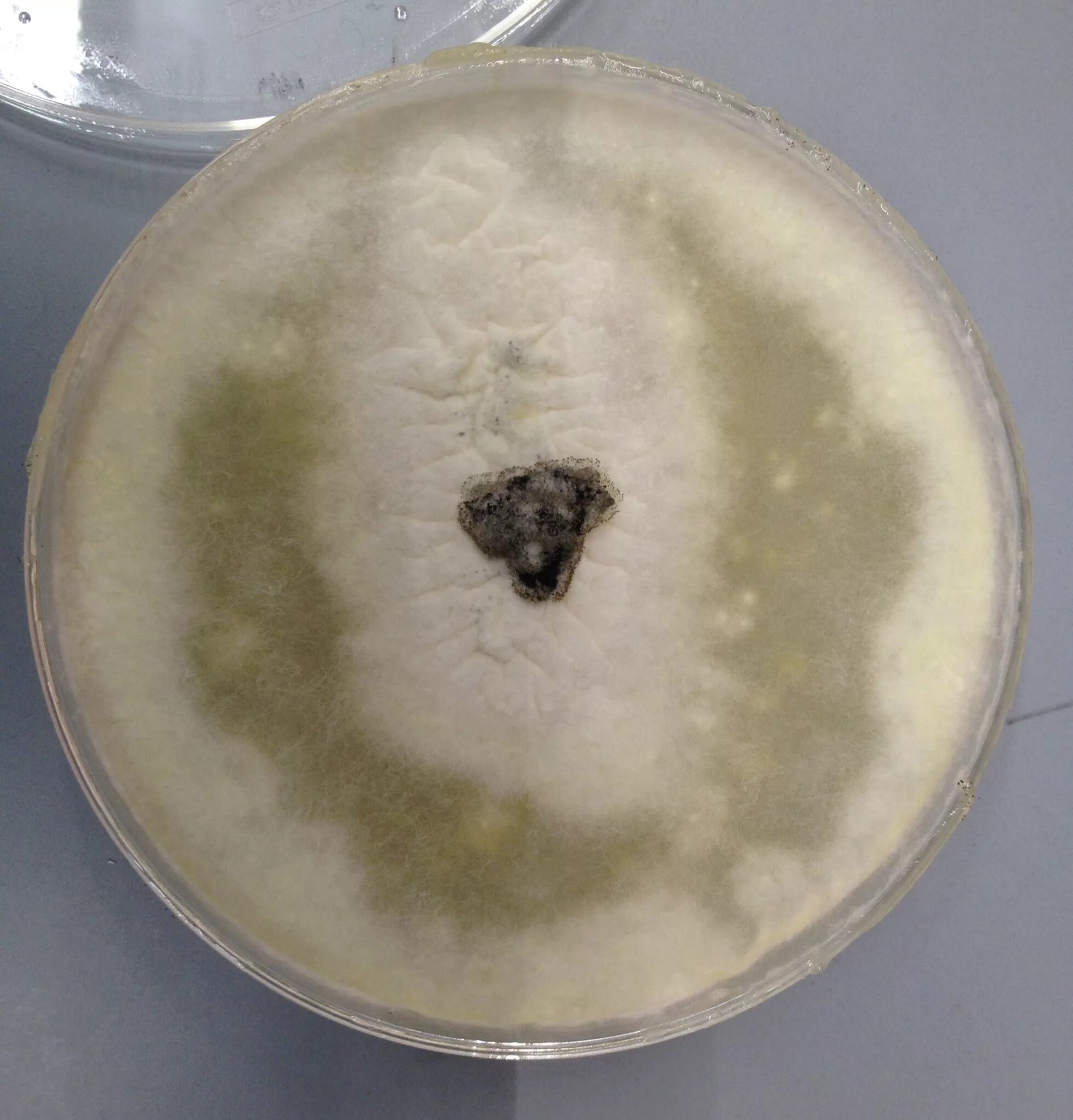 Плесень в ухе фото Team:Cornell/project/wetlab/fungal toolkit/antifungals - 2013.igem.org