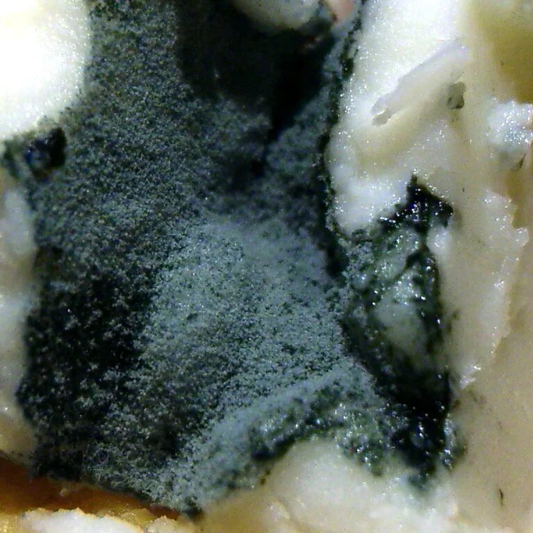Плесень в ухе фото File:Penicillium unknown.jpg - Wikimedia Commons