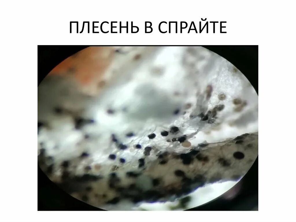 Плесень в ухе фото Тестирование напитков на растениях - online presentation