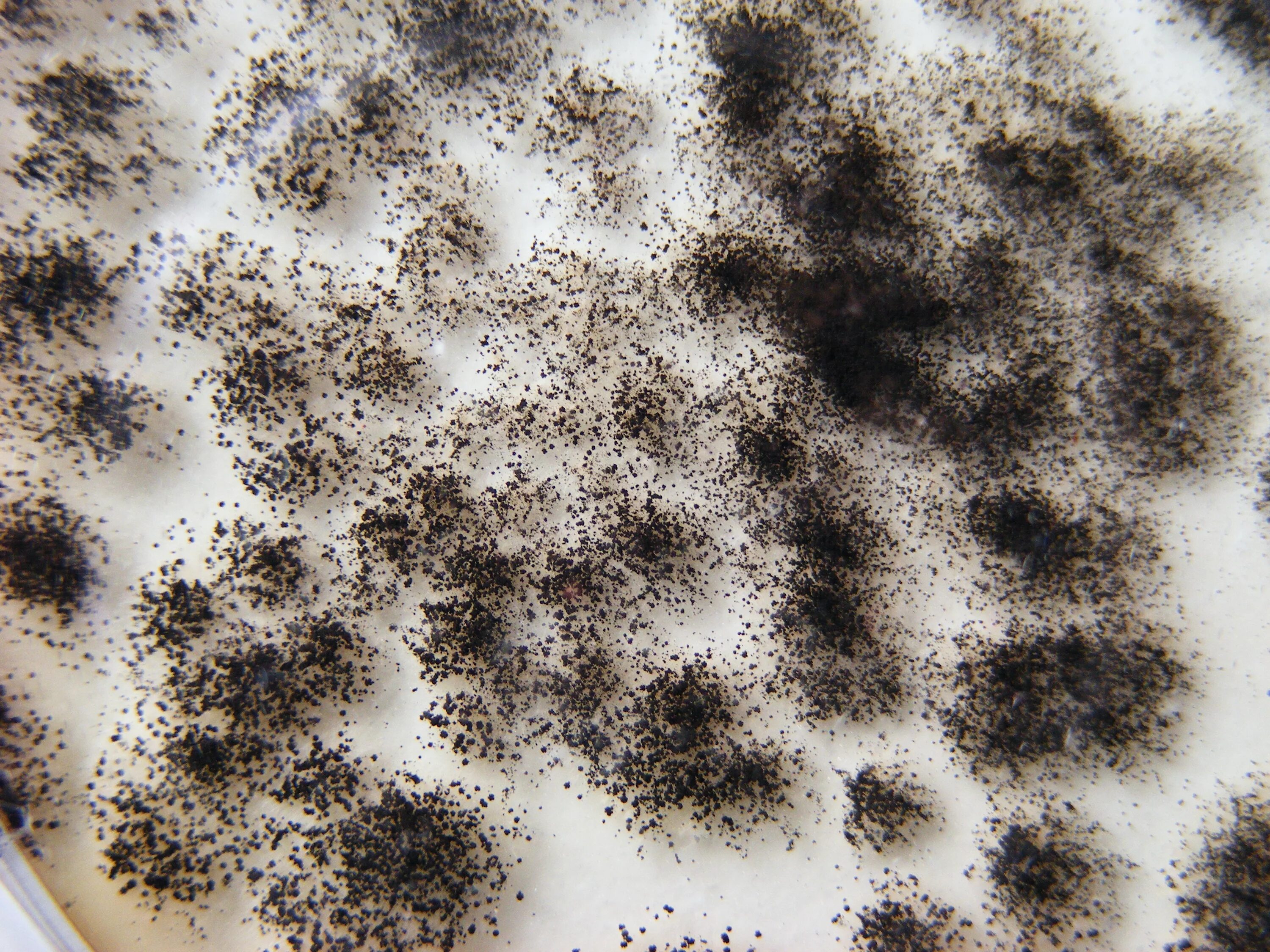 Плесень в ухе фото Aspergillus niger tcolonies in Petri-dish ENvironmental inFOrmation