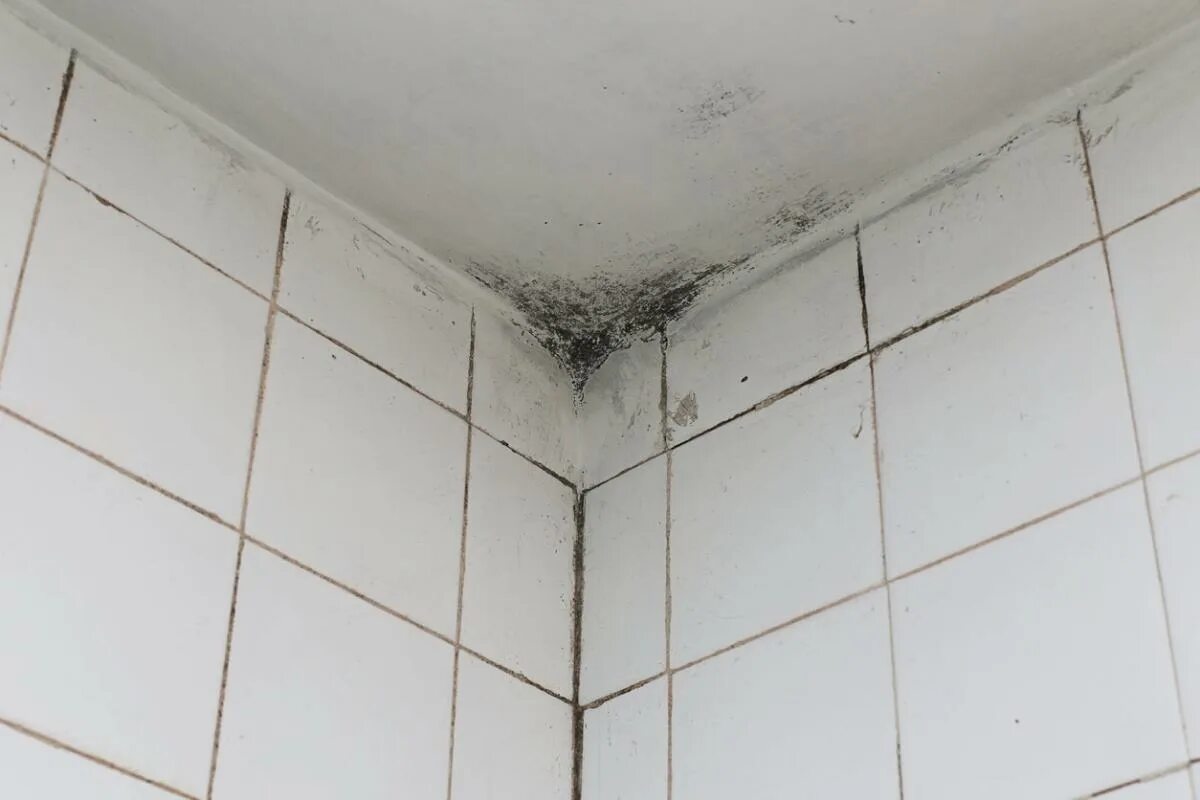 Плесень в ванне фото Solved! This Is How to Get Rid of Mold on Walls