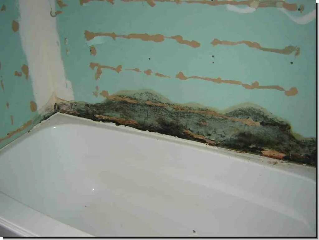 Плесень в ванне фото how-to-get-rid-of-mold-in-bathroom Consider yourself lucky. Flickr