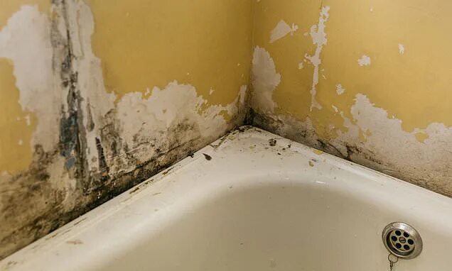 Плесень в ванне фото Mrs Hinch fans share 'game-changing' tip to remove black mould from your bathroo