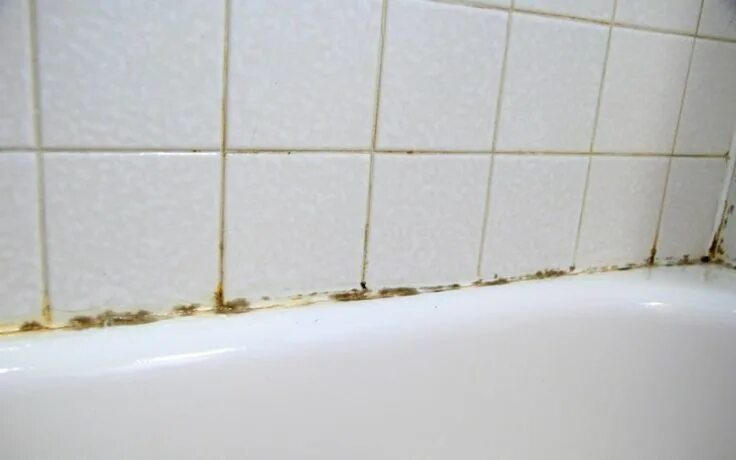 Плесень в ванной фото Pin on Grout Cleaner