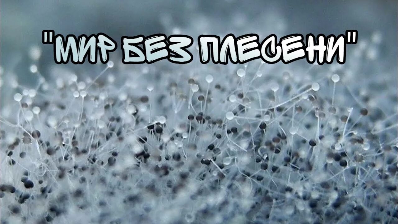 Плесневые грибы фото Мини-курс "Многоликая плесень"/"Мир без плесени..." - YouTube
