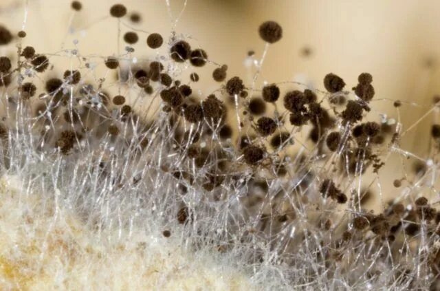 Плесневые грибы фото Is Mold a Fungus or Bacteria?