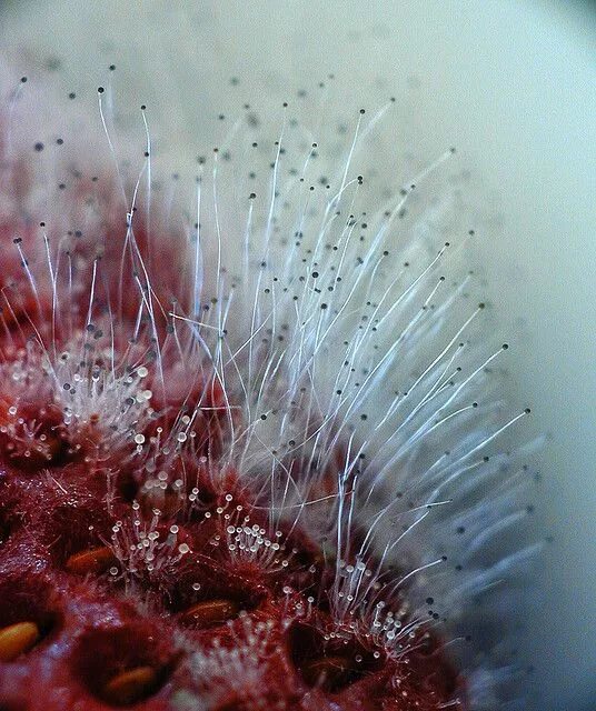 Плесневые грибы фото Mold on Strawberry Microscopic photography, Bio art, Micro photography