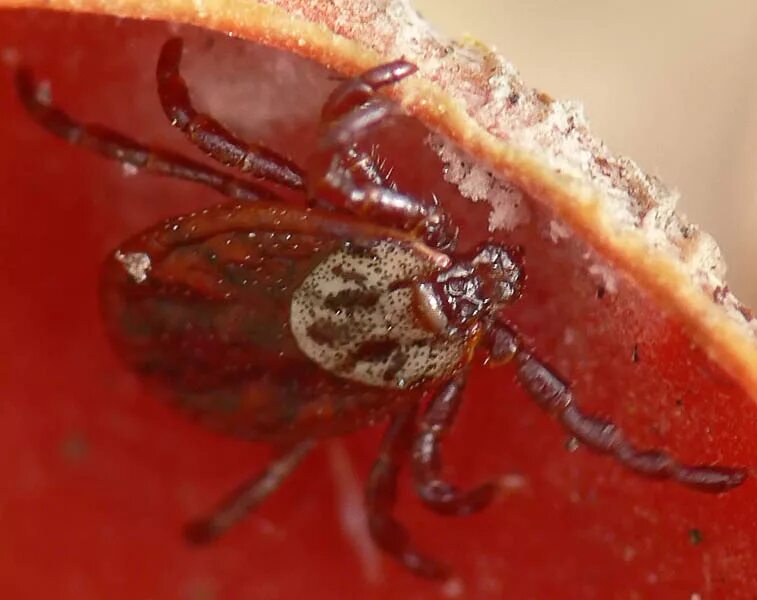 Плесневые клещи фото Ixodes ricinus. Фото на сайте "Грибы Калужской области"