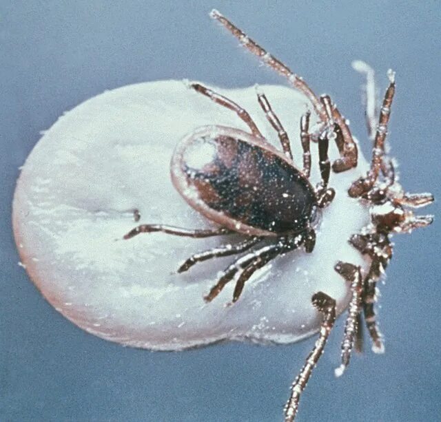 Плесневые клещи фото File:Ixodes ricinus ticks.jpg - Wikipedia