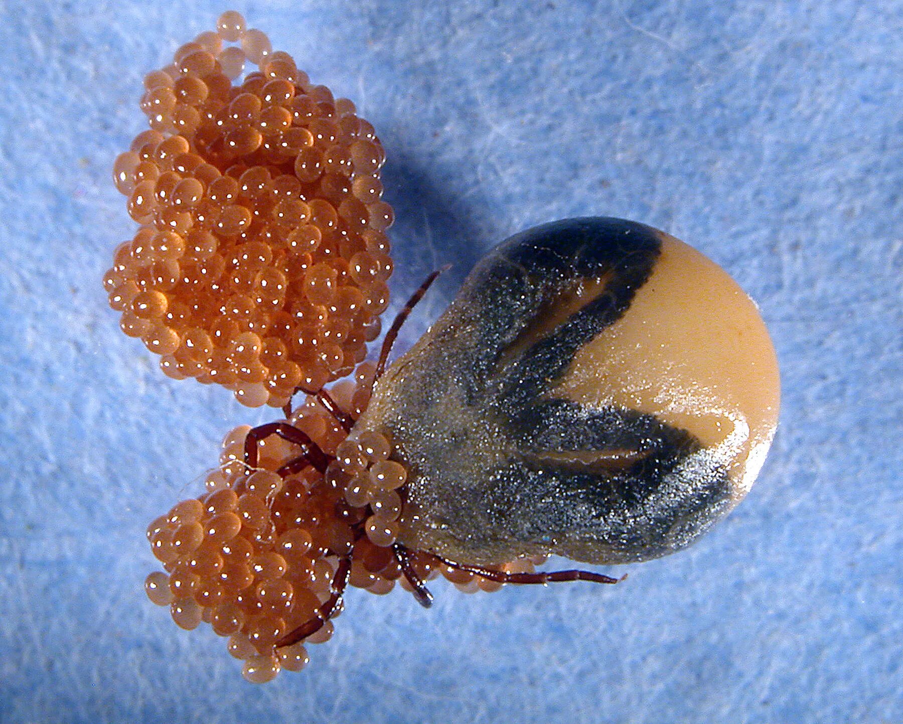 Плесневые клещи фото Identifying tick genes could halt disease, bioterrorism threat
