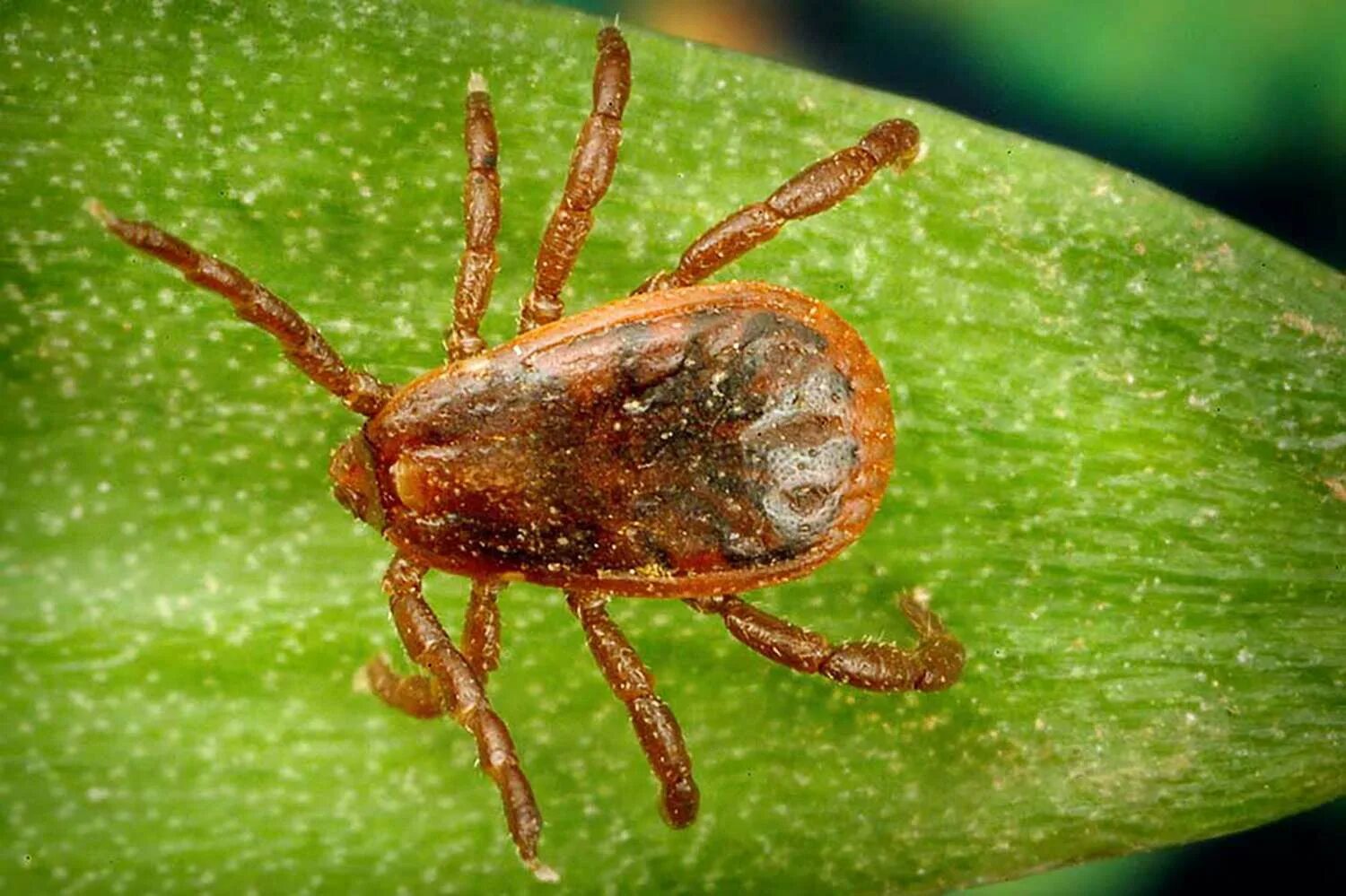 Плесневые клещи фото How to Identify 8 Different Types of Ticks on Dogs