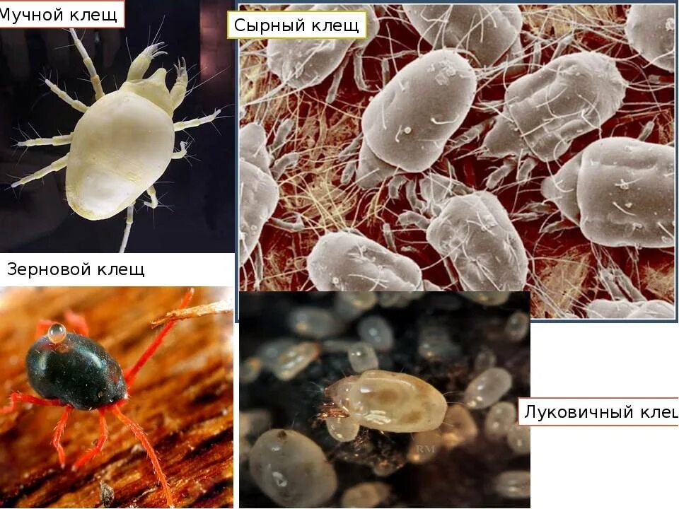 Плесневые клещи как выглядят Мучной клещ - CollectPhoto.ru