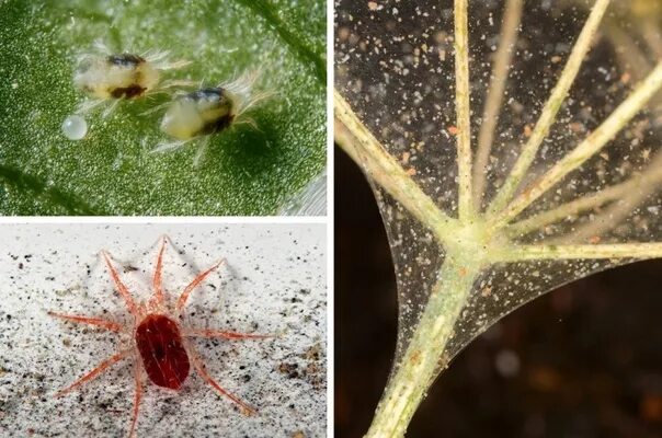 Плесневые клещи как выглядят The spider mite and fighting it The spider mite is so small (up to 1 mm) that yo