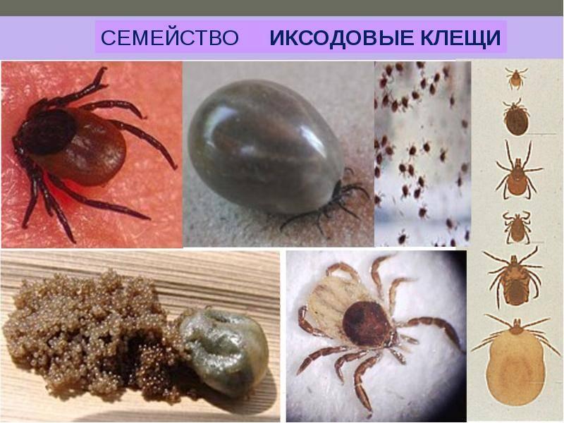Плесневые клещи как выглядят Иксодовые клещи? Что это такое? - Ошколе.РУ